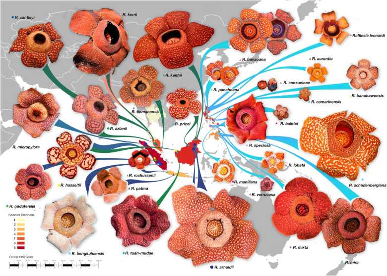 Mapa que muestra la diversidad del género Rafflesia, de la flor más grande del mundo.