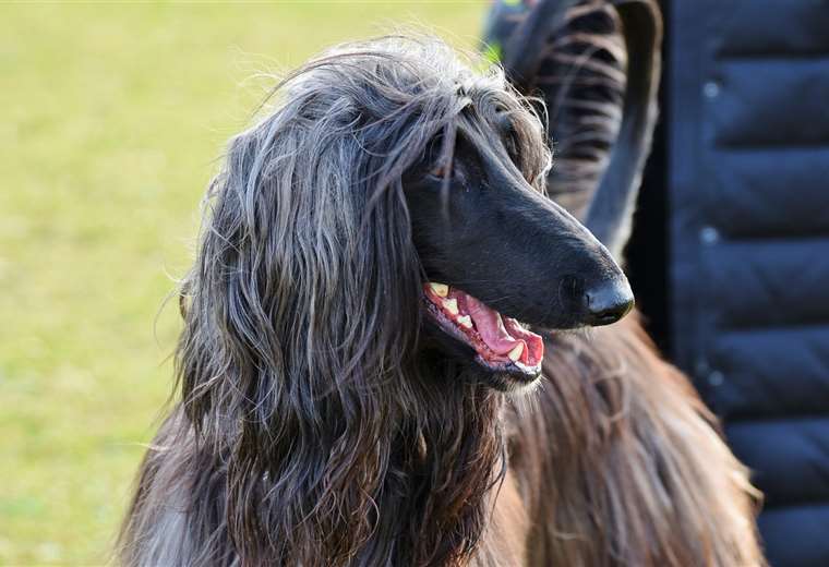 Razas de perros en Costa Rica