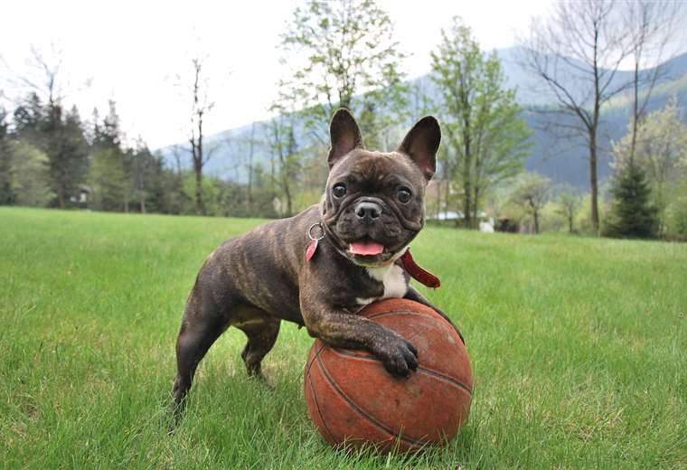 Razas de perros en Costa Rica