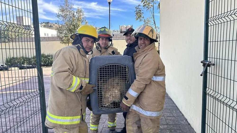 Localizan un león caminando en calles del municipio de Xonacatlán