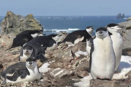 pinguinos-duermen-12-horas-al-dia-al-sumar-miles-de-microsuenos