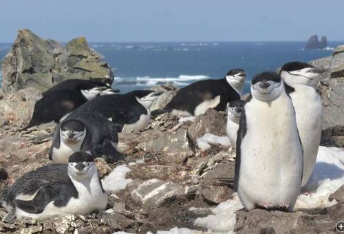 pinguinos-duermen-12-horas-al-dia-al-sumar-miles-de-microsuenos