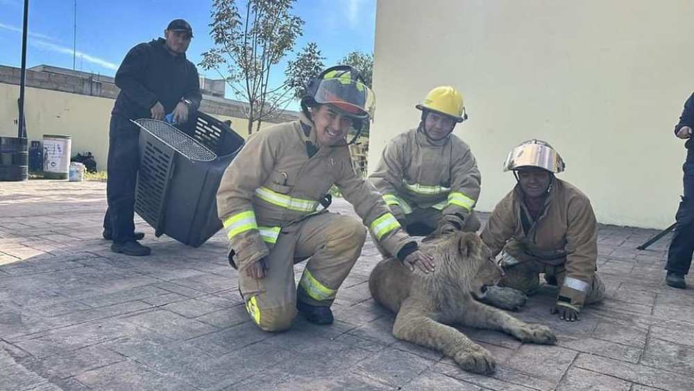 Localizan un león caminando en calles del municipio de Xonacatlán