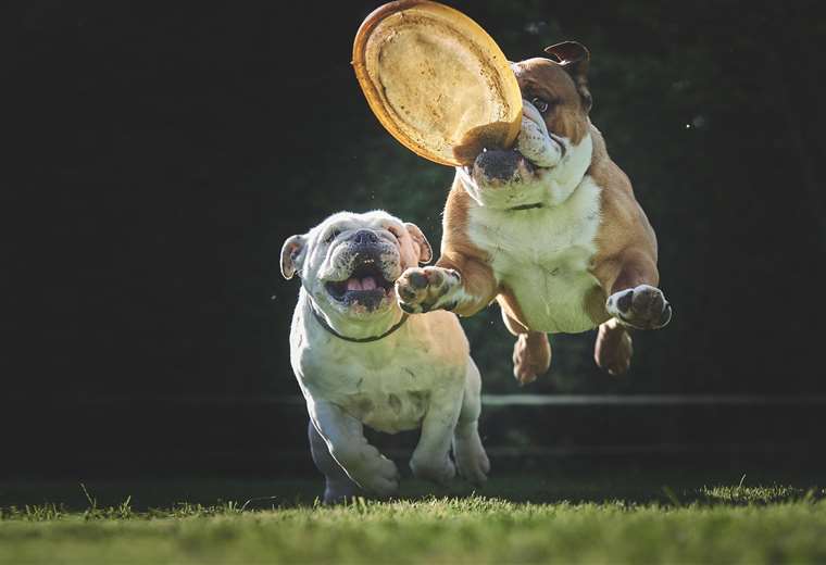 Presupuestando peludos: Estrategias para cuidar a sus mascotas sin romper el bolsillo