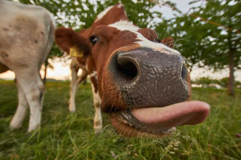 orina de las vacas, ir al baño