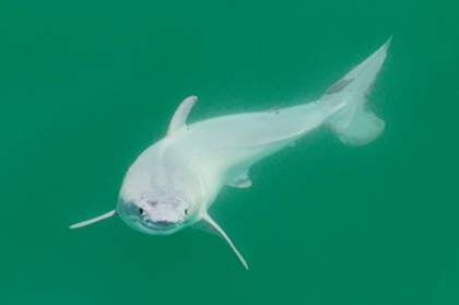 captan-por-primera-vez-imagenes-de-un-tiburon-blanco-recien-nacido