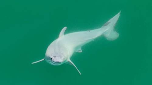 captan-por-primera-vez-imagenes-de-un-tiburon-blanco-recien-nacido