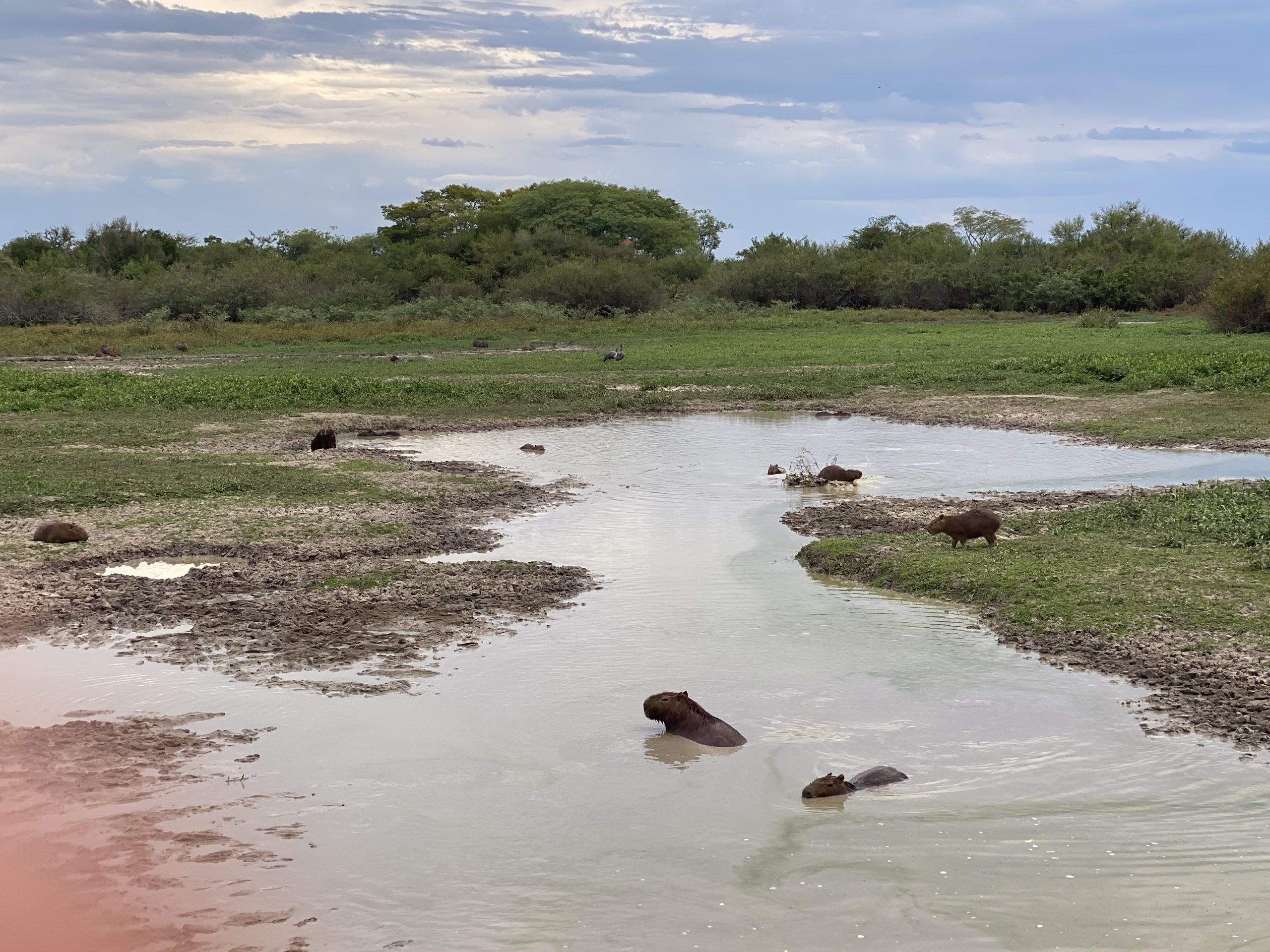 Iberá Parque nacional