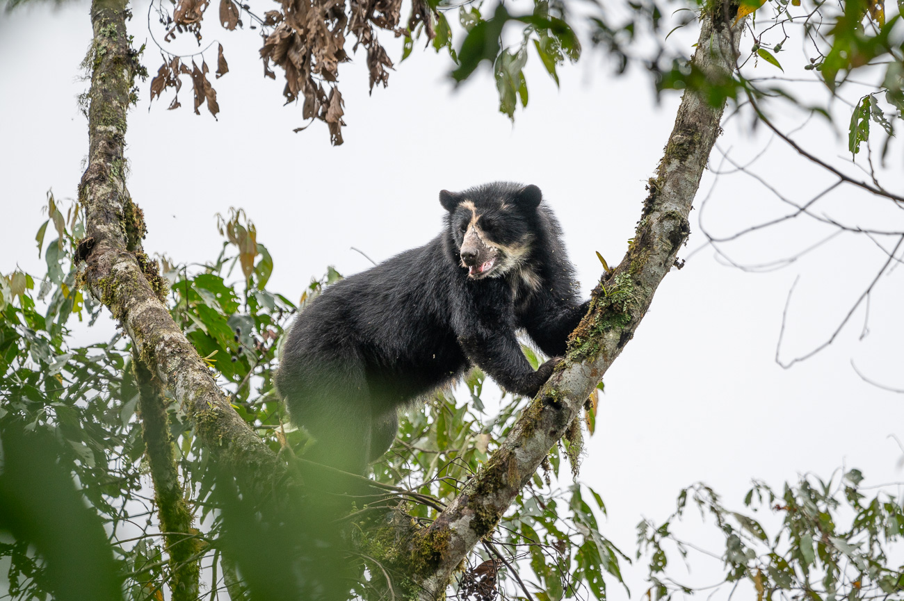 Oso andino