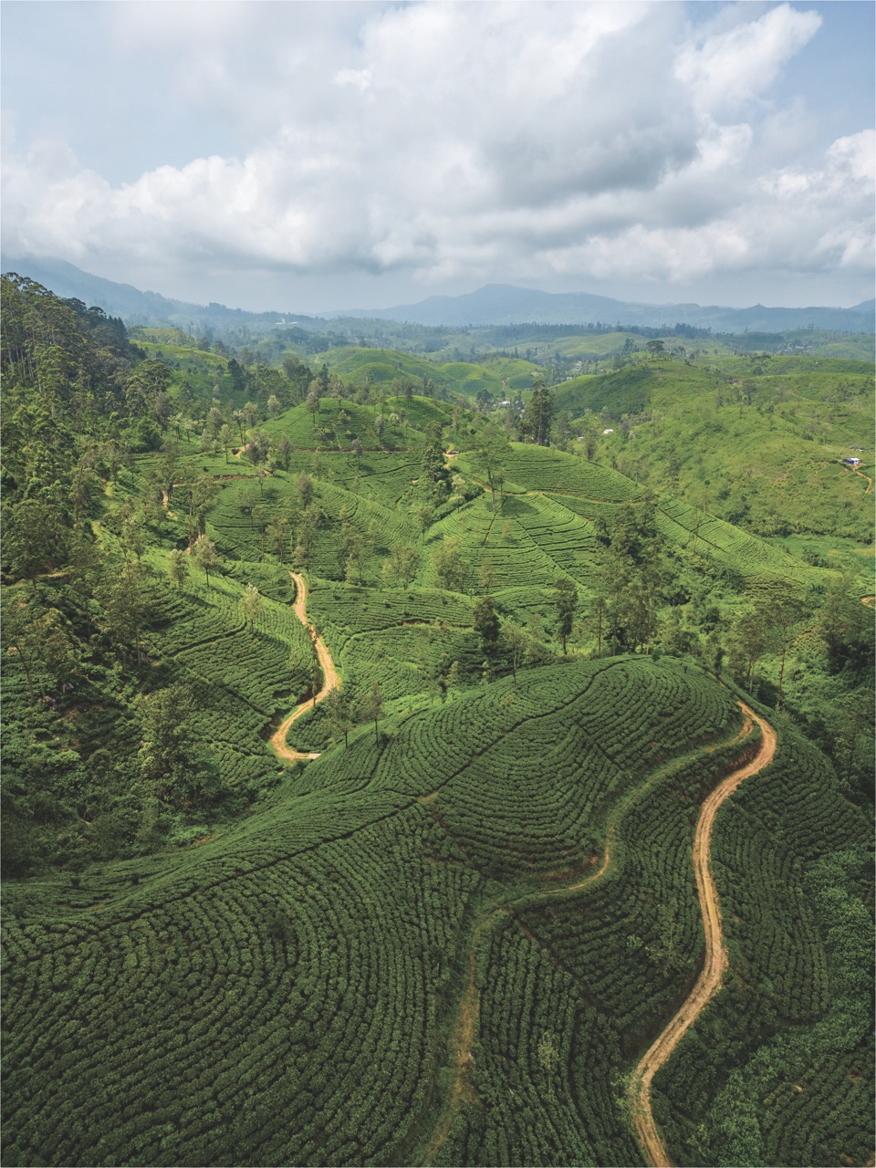 Pasea por las rutas del té en SRI LANKA