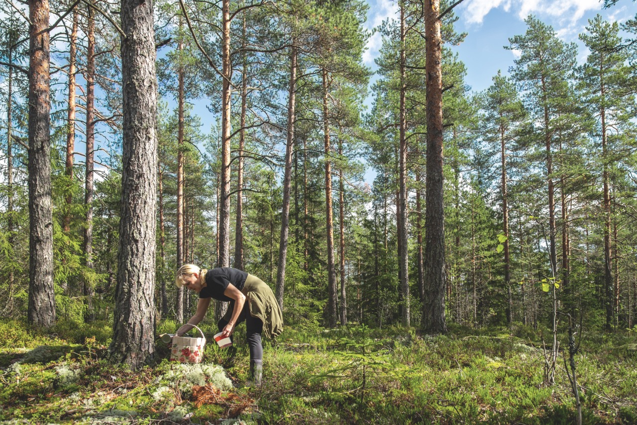 Saimaa Finlandia Una probada de los lagos en la región europea de la gastronomía