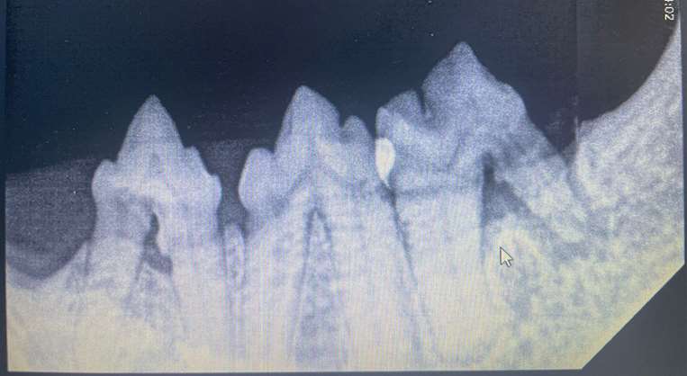 Odontología veterinaria.