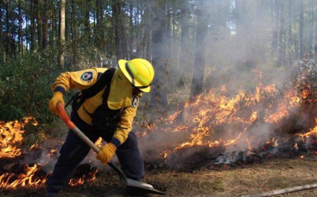 Estados en los que hay más incendios forestales