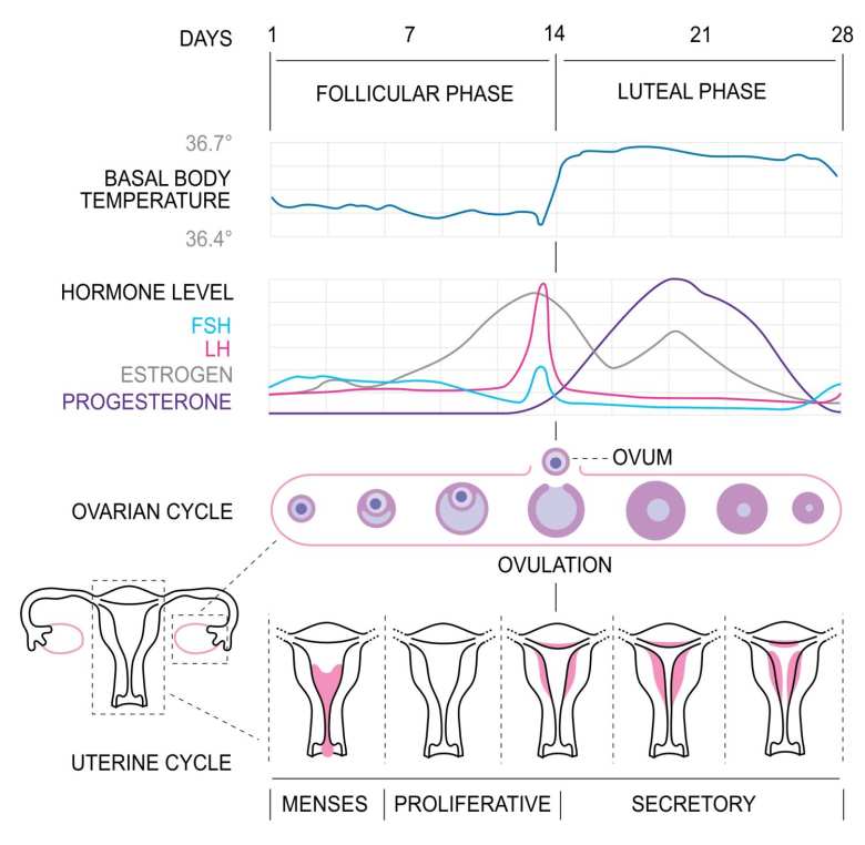 ciclo menstrual