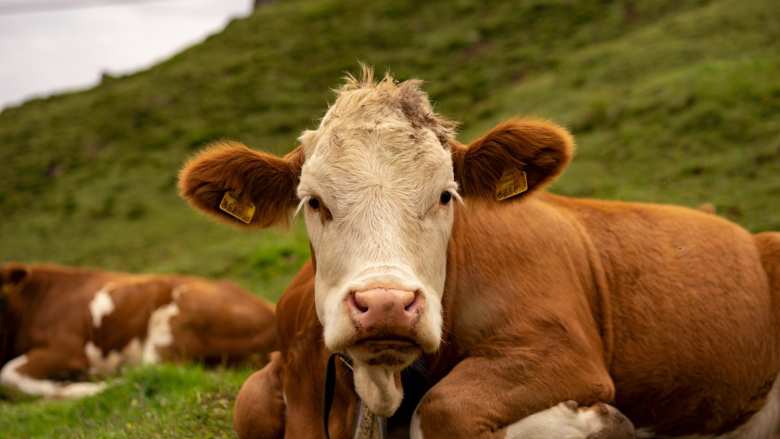 vacas, contaminación por plásticos, brown and white cow on green grass field during daytime