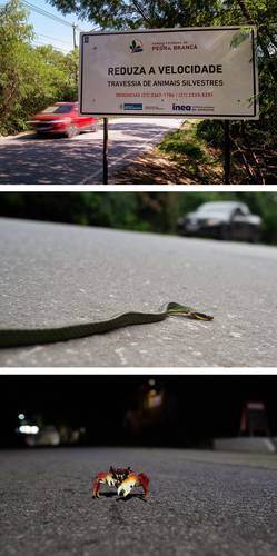 disenan-en-brasil-aplicacion-para-proteger-a-los-animales-en-carreteras