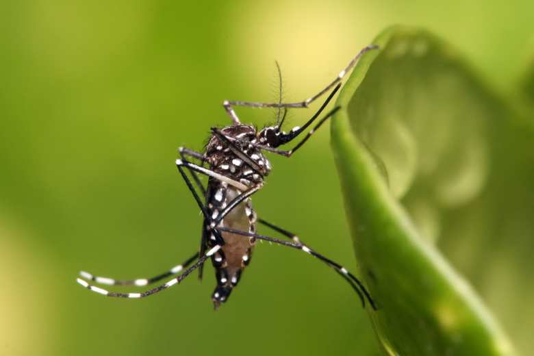 insectos del verano, mosquitos, dengue