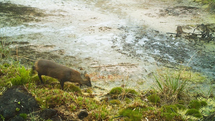 descubren-un-hermoso-ciervo-en-peru-el-pudu-de-la-yunga-peruana