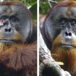 orangutan-se-autocuro-herida-con-planta-tropical-usada-en-asia