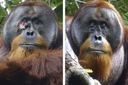 orangutan-se-autocuro-herida-con-planta-tropical-usada-en-asia