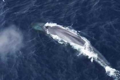 ubican-a-las-ballenas-azules-antarticas-por-su-canto