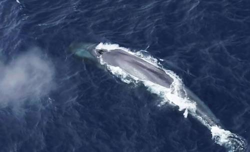 ubican-a-las-ballenas-azules-antarticas-por-su-canto