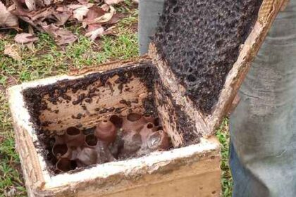 analizan-bacterias-de-abejas-que-mejorarian-la-salud-humana