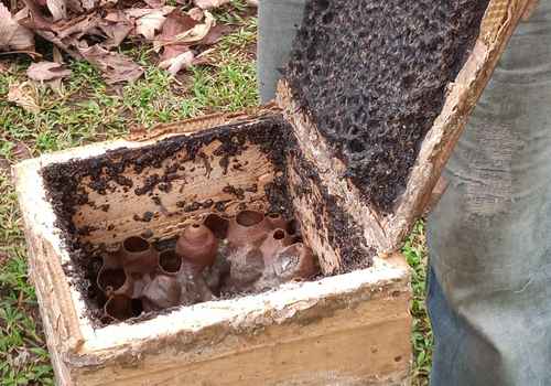 analizan-bacterias-de-abejas-que-mejorarian-la-salud-humana