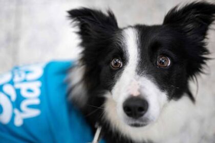 aplican-programa-de-perros-de-terapia-para-reducir-el-estres-a-viajeros-en-aeropuerto-turco