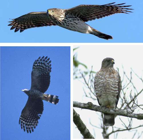 aves-migratorias,-afectadas-por-el-cambio-climatico