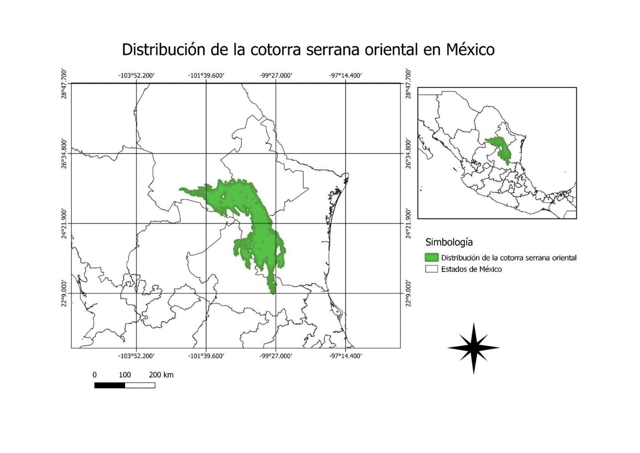 La cotorra serrana oriental Asi son las persistentes creadoras de bosques