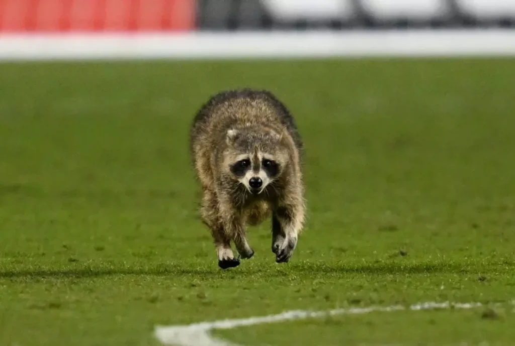 VIDEO: Mapache interrumpe juego de la MLS y se convierte en la sensación de internet