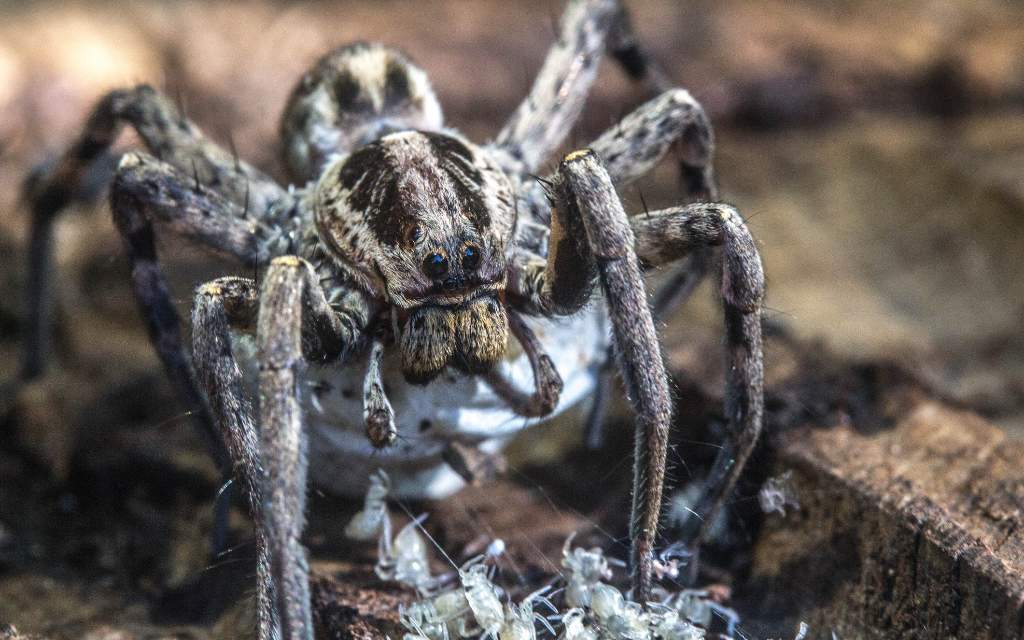 Araña social africana