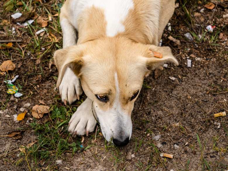 perros de Chernobyl