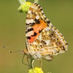 documentan-vuelo-de-4-mil-200-km-de-mariposas-sobre-el-atlantico