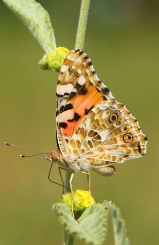 documentan-vuelo-de-4-mil-200-km-de-mariposas-sobre-el-atlantico