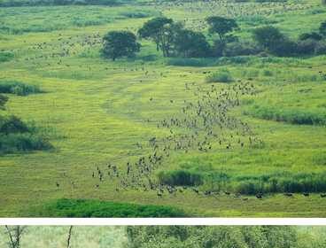 la-mayor-migracion-de-mamiferos-terrestres-llega-a-sudan-del-sur-con-millones-de-antilopes