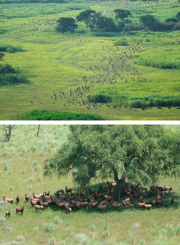 la-mayor-migracion-de-mamiferos-terrestres-llega-a-sudan-del-sur-con-millones-de-antilopes