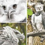 bioparque-la-reserva-de-cota-busca-preservar-al-aguila-arpia-en-colombia