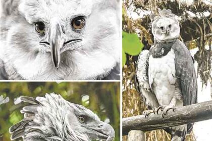 bioparque-la-reserva-de-cota-busca-preservar-al-aguila-arpia-en-colombia