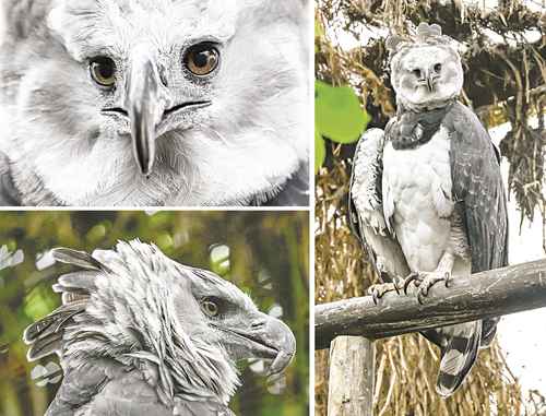 bioparque-la-reserva-de-cota-busca-preservar-al-aguila-arpia-en-colombia