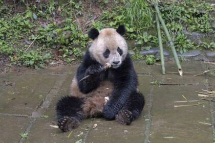 el-zoologico-de-san-diego-recibira-dos-pandas-gigantes-de-china