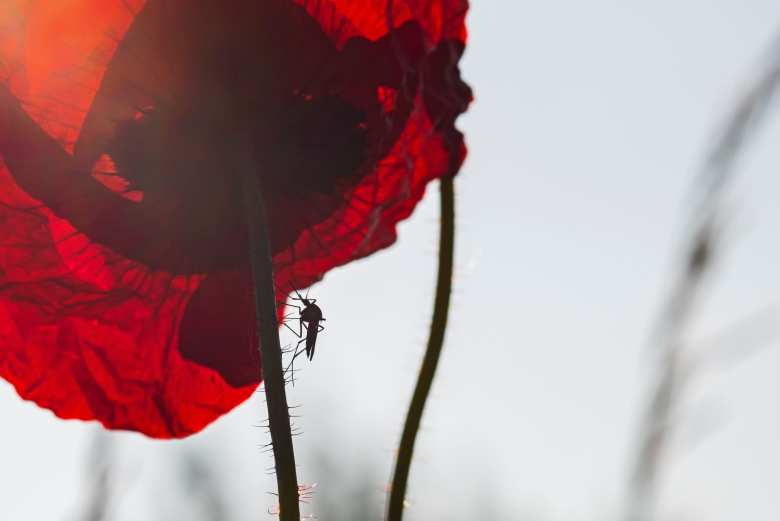 colores mosquitos