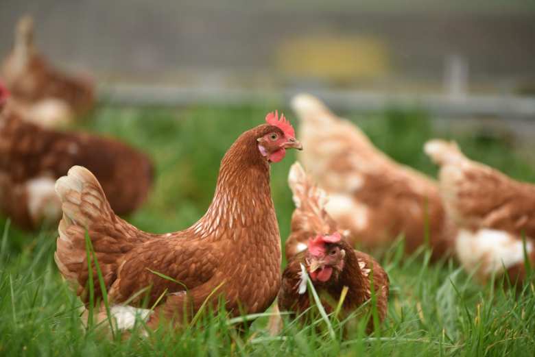 gallinas, gripe aviar