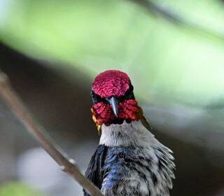 el-pajaro-mas-pequeno-del-mundo-tiene-una-casa-con-jardin-en-cuba