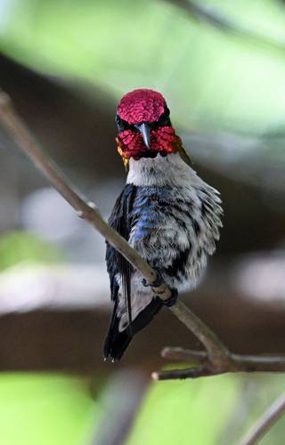 el-pajaro-mas-pequeno-del-mundo-tiene-una-casa-con-jardin-en-cuba