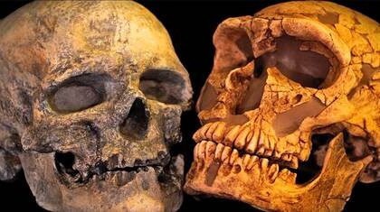 genes-revelan-mestizaje-de-neandertales-y-homo-sapiens