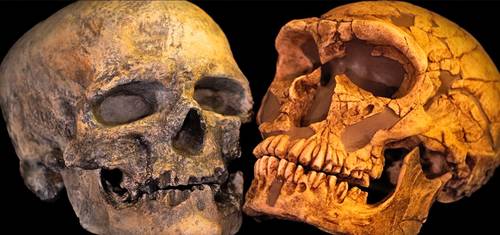 genes-revelan-mestizaje-de-neandertales-y-homo-sapiens