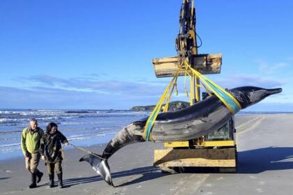 ballena-varada-en-nueva-zelanda-dara-pistas-sobre-especie-desconocida