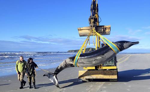 ballena-varada-en-nueva-zelanda-dara-pistas-sobre-especie-desconocida